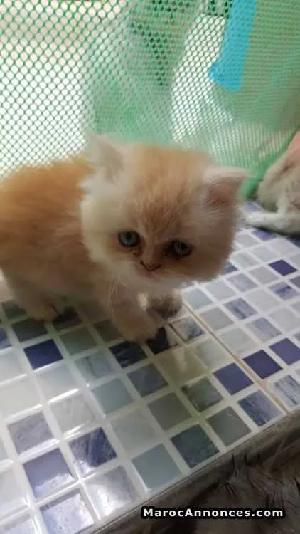 Chat persan à vendre - الدار البيضاء