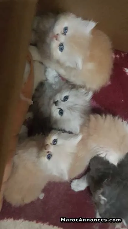 Chat persan à vendre - الدار البيضاء (2)