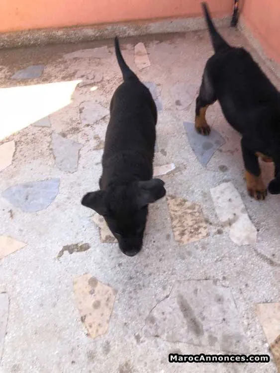 Chien rottweiler - الدار البيضاء (2)