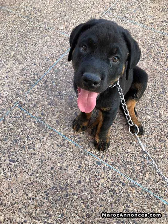 Chien rottweiler - الدار البيضاء