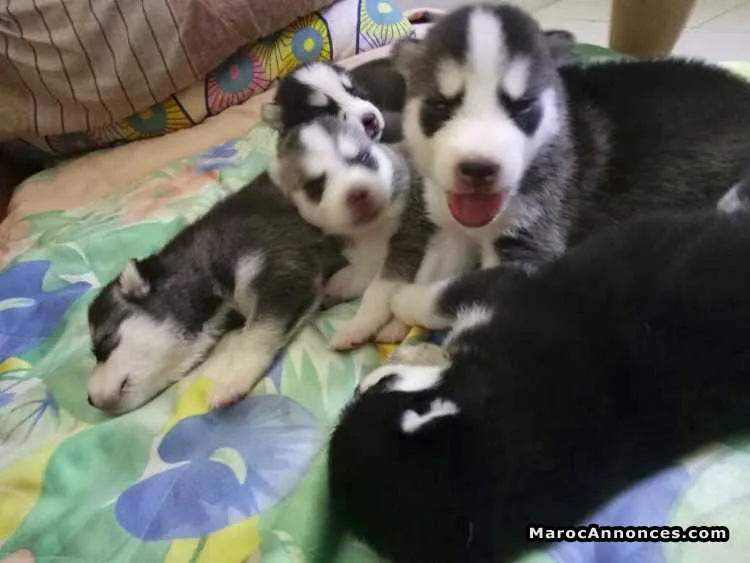 Husky siberien pur - الدار البيضاء (2)