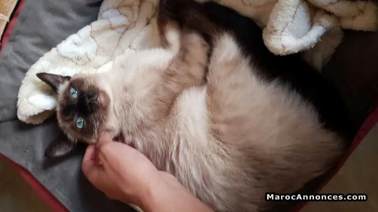 Chat siamois a vendre - مراكش (3)