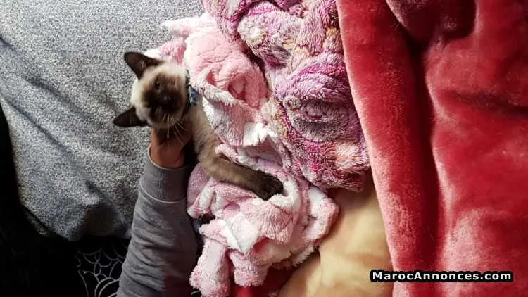 Chat siamois a vendre - مراكش (2)