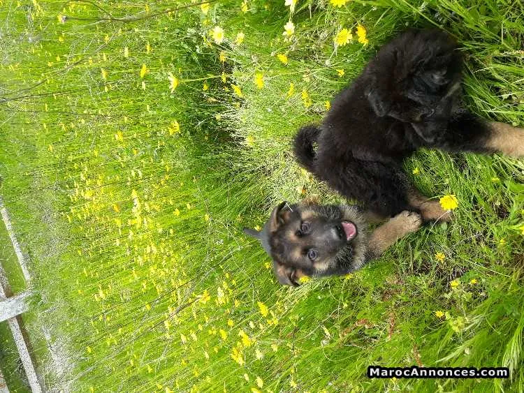 Chiots berger allemand - الرباط (3)