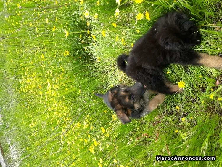 Chiots berger allemand - الرباط (2)