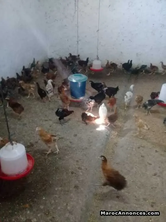 Poulets beldi - برشيد