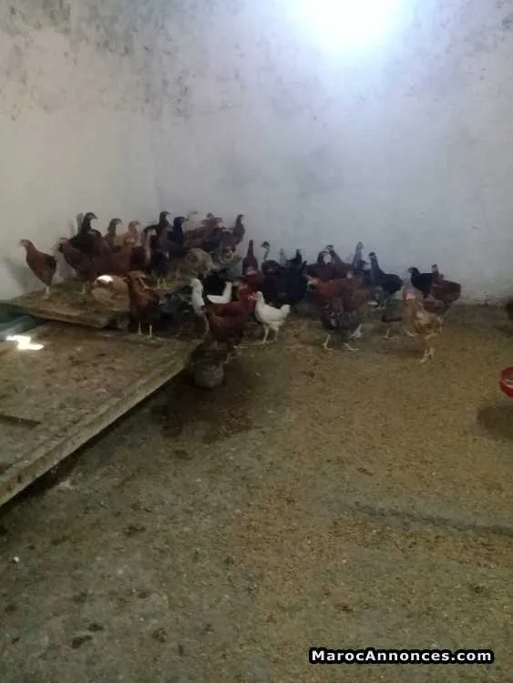Poulets beldi - برشيد (3)