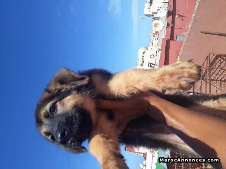 Chiots berger allemand royale - الرباط