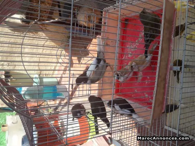 Couple moineau - الدار البيضاء (2)