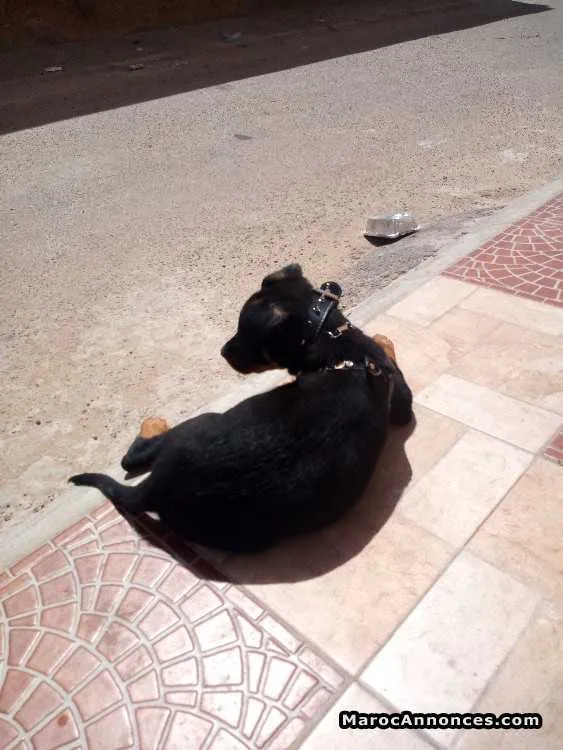 Bb rottweiler de deux mois - Tout le Maroc (2)
