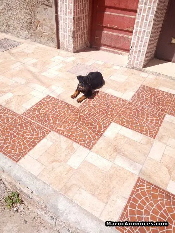 Bb rottweiler de deux mois - Tout le Maroc