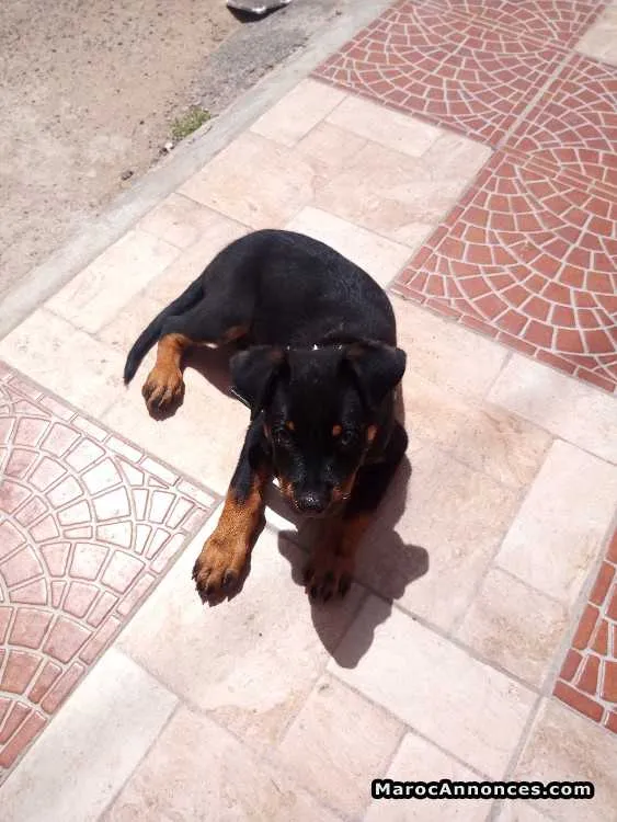Bb rottweiler de deux mois - Tout le Maroc (3)