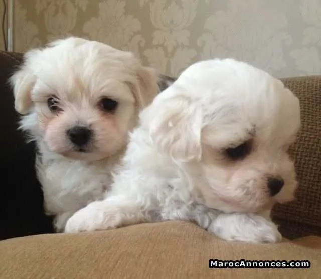 Bichon maltais ras pur - الدار البيضاء (2)