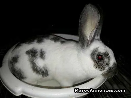 Lapin pour elevage - أزرو