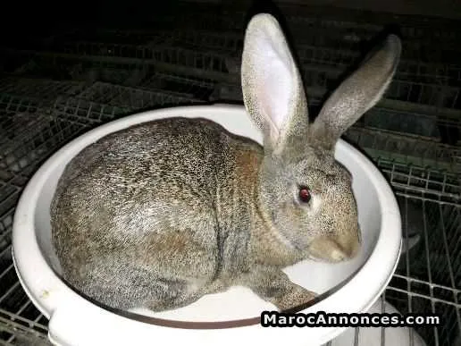 Lapin pour elevage - أزرو (3)
