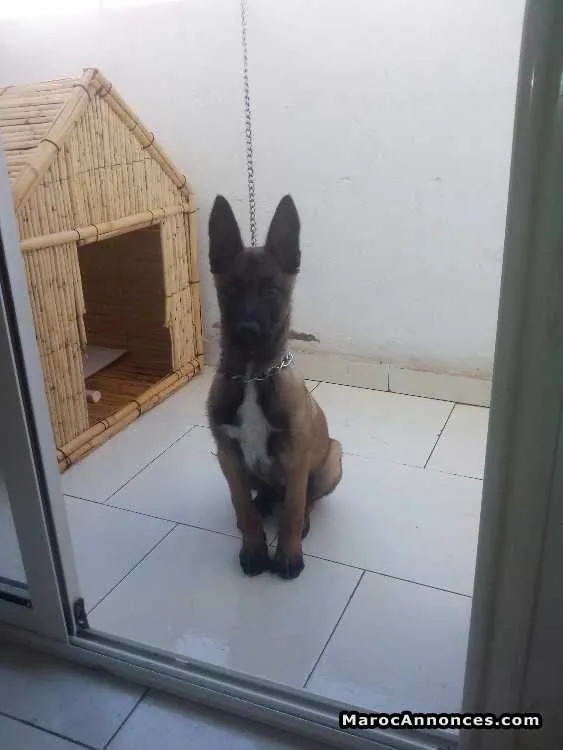 Malinois pure race - القنيطرة