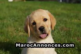 Chiot labrador - الدار البيضاء