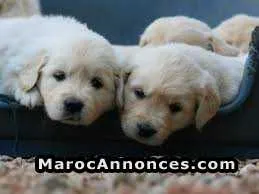 Chiot labrador - الدار البيضاء (2)