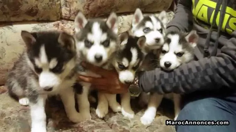Chiots husky pure race age 2 mois - الدار البيضاء