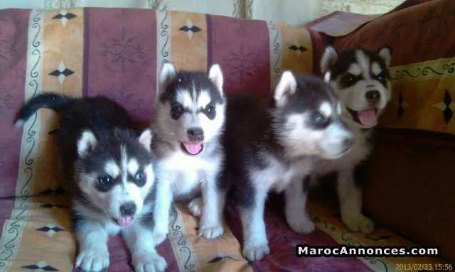 Chiots husky pure race age 2 mois - الدار البيضاء (2)