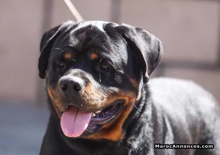 Vente male rottwiler pedigree age 18 mois - الدار البيضاء