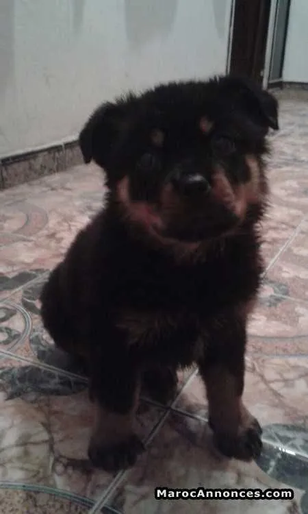 Chiots rottwiler royale - الرباط