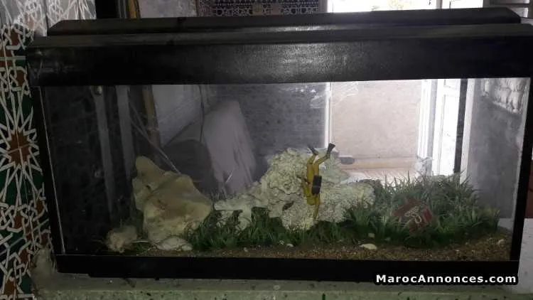 Aquarium équipé a vendre - طنجة (2)