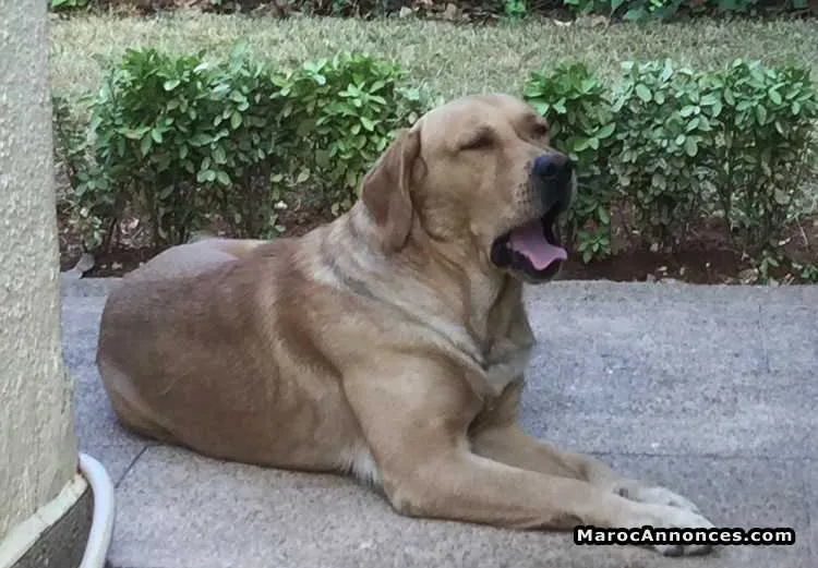 Chien labrador - فاس