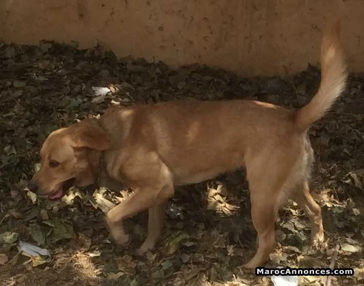 Chien labrador - فاس (2)
