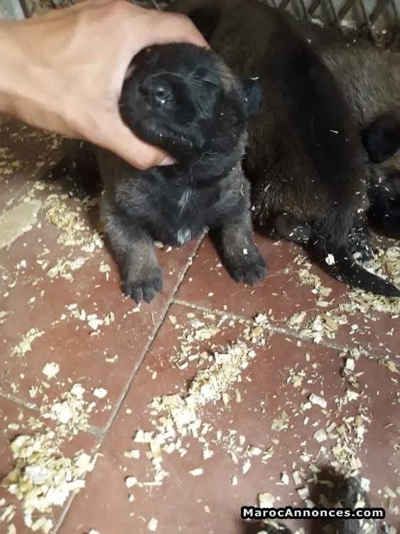 Chiot malinois charboné - الدار البيضاء