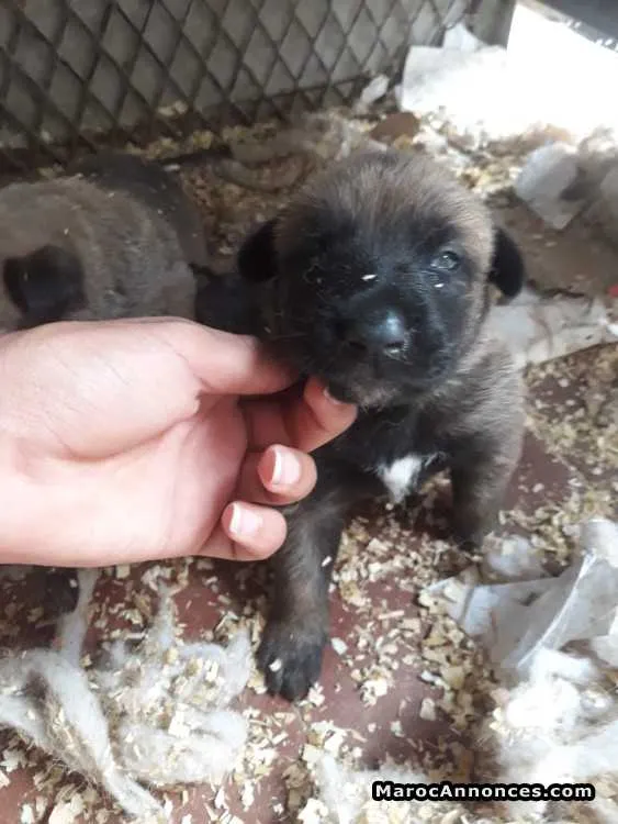 Chiot malinois charboné - الدار البيضاء (3)
