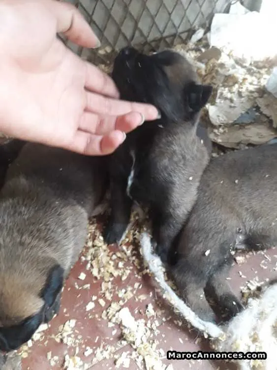 Chiot malinois charboné - الدار البيضاء (2)