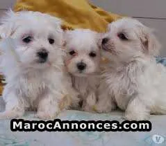 Chiot bichon maltais - الدار البيضاء (2)