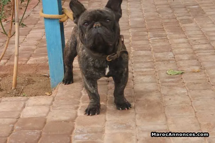 Bulldog francais pure race - الدار البيضاء (2)