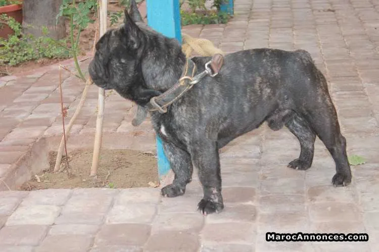 Bulldog francais pure race - الدار البيضاء (3)