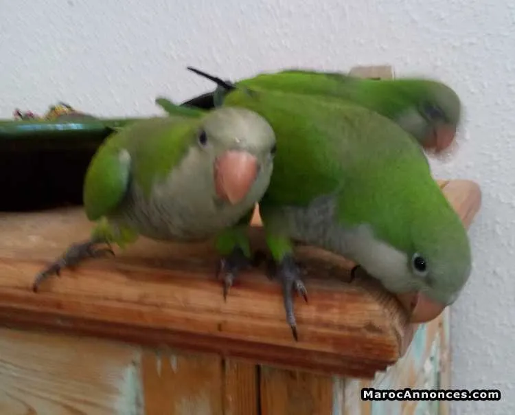 Perroquet à vendre - مراكش