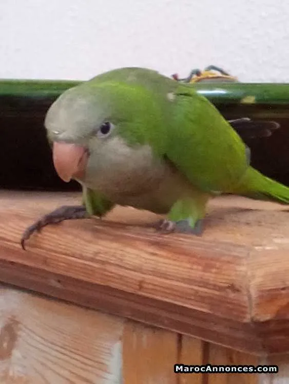 Perroquet à vendre - مراكش (2)