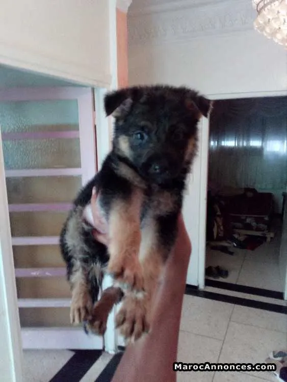 Chiots berger allemand - الرباط (2)