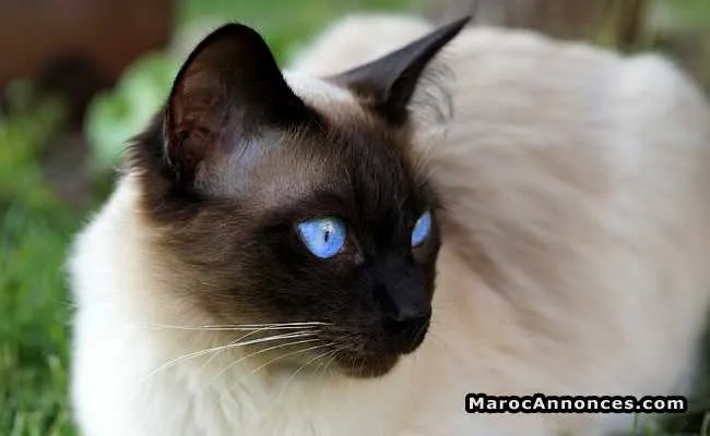 Chat siamois race pure - تطوان