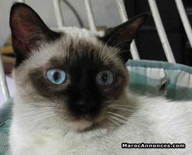 Chat siamois race pure - تطوان (2)