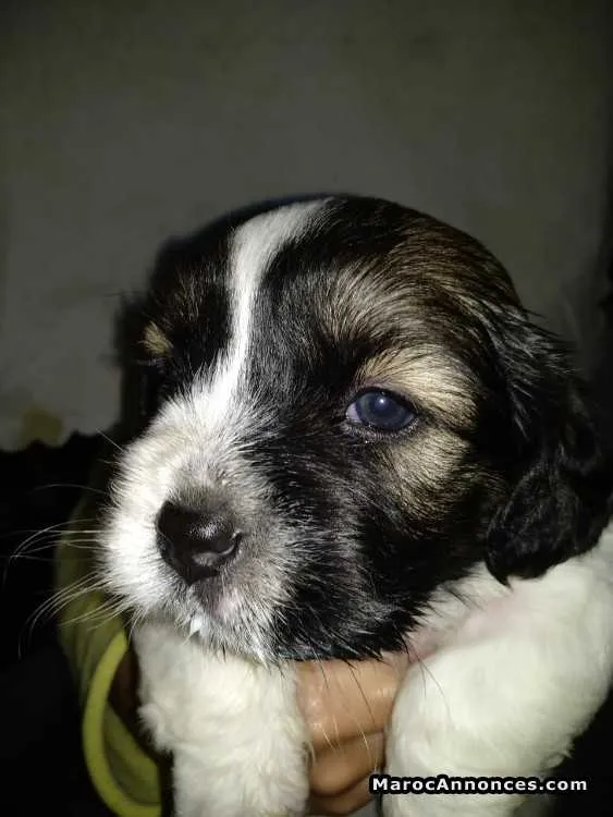 Chiot caniche bichon - الدار البيضاء