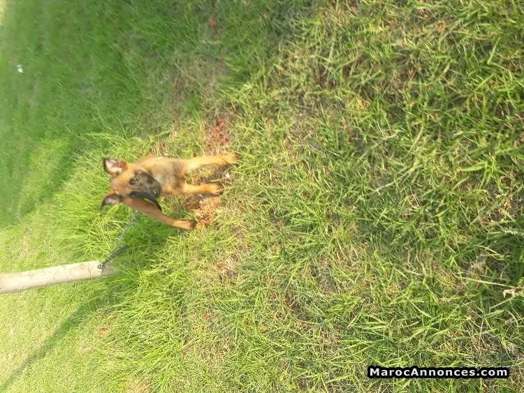 Chiots malinois charbonnier - الرباط