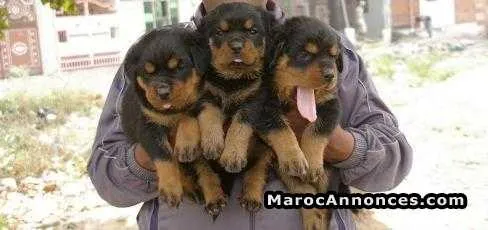 Chiots rottwiler royale - الرباط