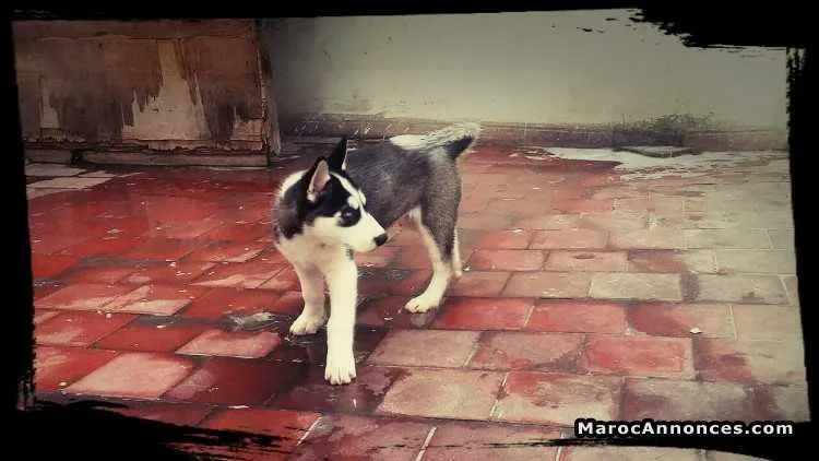 Husky sibérien male à vendre - الدار البيضاء