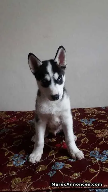 Husky sibérien male à vendre - الدار البيضاء (2)