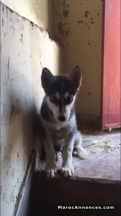 Husky sibérien - مراكش