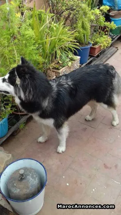Chien malamute - الدار البيضاء