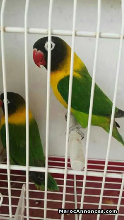 طيور البيت للزينة - أكادير (2)