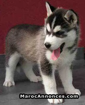 Vendre chiot husky femelle 2mois - مراكش