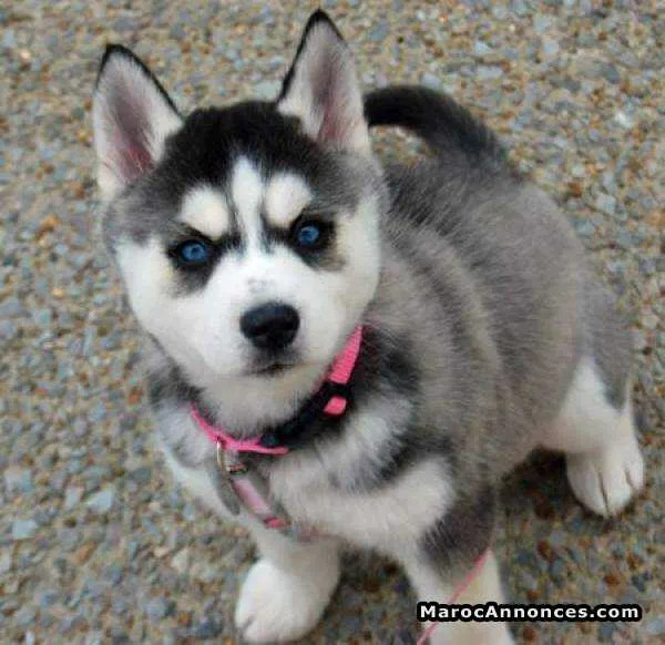 Vendre chiot husky femelle 2mois - مراكش (2)